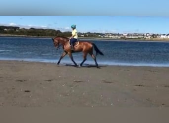 Irish Sport Horse, Wallach, 15 Jahre, 172 cm, Rotbrauner