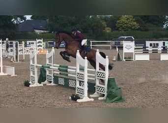 Irish Sport Horse, Wallach, 15 Jahre, 172 cm, Rotbrauner