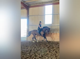 Irish Sport Horse, Wallach, 15 Jahre, 173 cm, Brauner