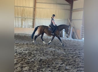 Irish Sport Horse, Wallach, 15 Jahre, 173 cm, Brauner