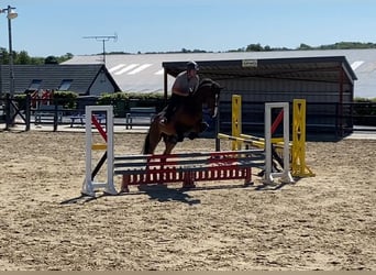 Irish Sport Horse, Wallach, 15 Jahre, 173 cm, Brauner