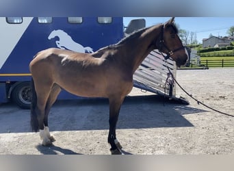 Irish Sport Horse, Wallach, 15 Jahre, 173 cm, Brauner