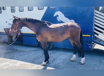 Irish Sport Horse, Wallach, 15 Jahre, 173 cm, Brauner