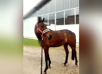 Irish Sport Horse, Wallach, 15 Jahre