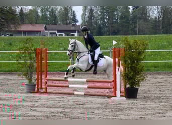 Irish Sport Horse, Wallach, 16 Jahre, 140 cm, Schimmel