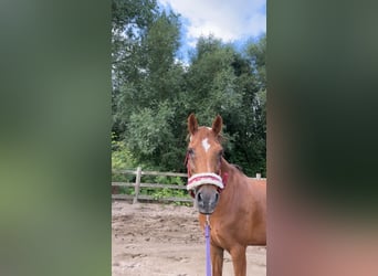 Irish Sport Horse, Wallach, 16 Jahre, 144 cm, Dunkelfuchs