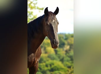Irish Sport Horse, Wallach, 16 Jahre, 158 cm, Rappe