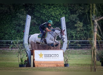 Irish Sport Horse, Wallach, 16 Jahre, 160 cm, Fliegenschimmel