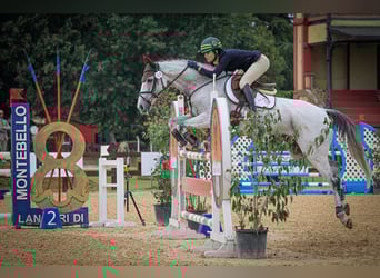 Irish Sport Horse, Wallach, 16 Jahre, 160 cm, Fliegenschimmel