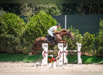 Irish Sport Horse, Wallach, 16 Jahre, 185 cm, Dunkelbrauner