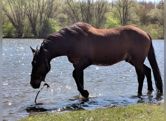 Irish Sport Horse, Wallach, 16 Jahre