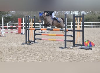 Irish Sport Horse, Wallach, 17 Jahre, 128 cm, Dunkelbrauner