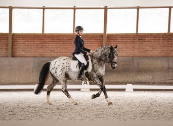 Irish Sport Horse Mix, Wallach, 17 Jahre, 147 cm, Schecke