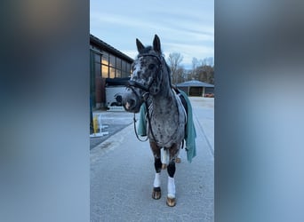 Irish Sport Horse Mix, Wallach, 17 Jahre, 147 cm, Schecke