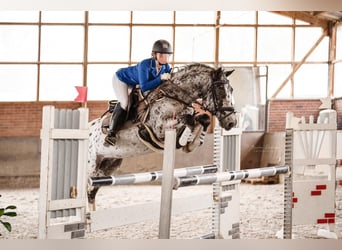 Irish Sport Horse Mix, Wallach, 17 Jahre, 147 cm, Schecke