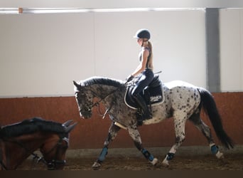Irish Sport Horse Mix, Wallach, 17 Jahre, 147 cm, Schecke