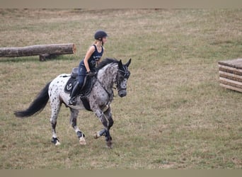 Irish Sport Horse Mix, Wallach, 17 Jahre, 147 cm, Schecke