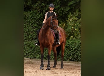Irish Sport Horse, Wallach, 17 Jahre, 165 cm, Brauner