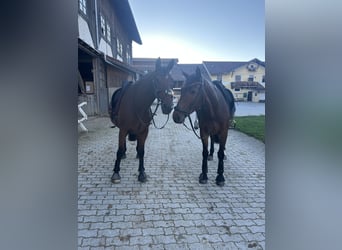 Irish Sport Horse, Wallach, 17 Jahre, 165 cm, Brauner