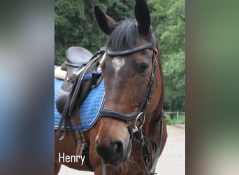Irish Sport Horse, Wallach, 18 Jahre, 158 cm, Brauner