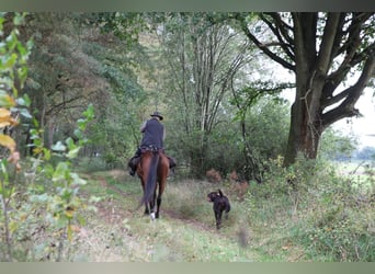 Irish Sport Horse, Wallach, 18 Jahre, 164 cm, Brauner