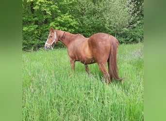 Irish Sport Horse, Wallach, 18 Jahre, Fuchs