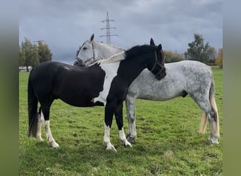 Irish Sport Horse, Wallach, 19 Jahre, 165 cm, Schecke