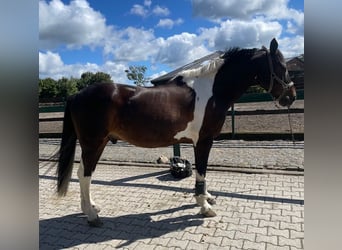 Irish Sport Horse, Wallach, 19 Jahre, 165 cm, Schecke