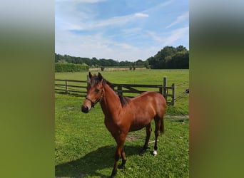 Irish Sport Horse Mix, Wallach, 1 Jahr, Brauner