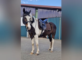 Irish Sport Horse, Wallach, 20 Jahre, 152 cm, Schecke