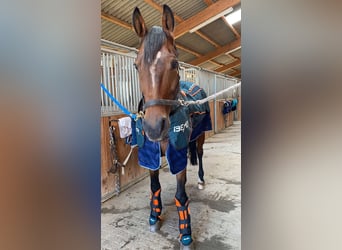 Irish Sport Horse, Wallach, 20 Jahre, 170 cm, Brauner