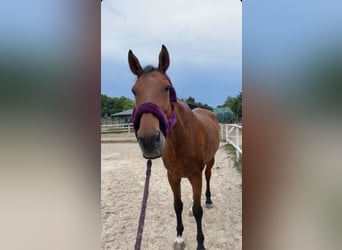 Irish Sport Horse, Wallach, 20 Jahre, 173 cm, Brauner