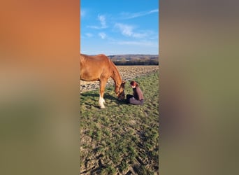 Irish Sport Horse, Wallach, 20 Jahre, 173 cm, Fuchs