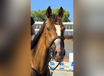 Irish Sport Horse, Wallach, 20 Jahre, 174 cm, Brauner