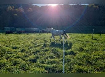 Irish Sport Horse, Wallach, 20 Jahre, 180 cm
