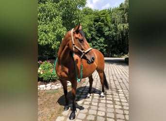 Irish Sport Horse, Wallach, 22 Jahre, 168 cm, Brauner