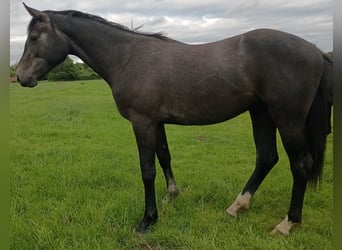 Irish Sport Horse, Wallach, 2 Jahre, 165 cm, Schimmel