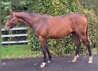 Irish Sport Horse, Wallach, 2 Jahre, Rotbrauner