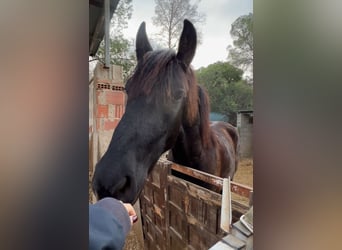 Irish Sport Horse, Wallach, 3 Jahre, 156 cm, Dunkelbrauner