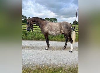 Irish Sport Horse, Wallach, 3 Jahre, 157 cm, Schimmel