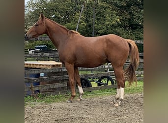 Irish Sport Horse, Wallach, 3 Jahre, 158 cm, Dunkelfuchs