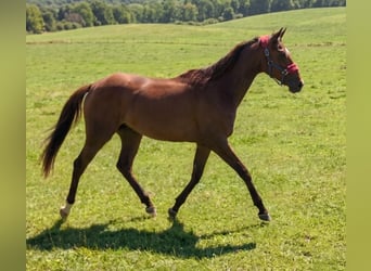 Irish Sport Horse, Wallach, 3 Jahre, 159 cm, Brauner