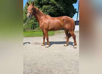 Irish Sport Horse, Wallach, 3 Jahre, 160 cm, Dunkelfuchs