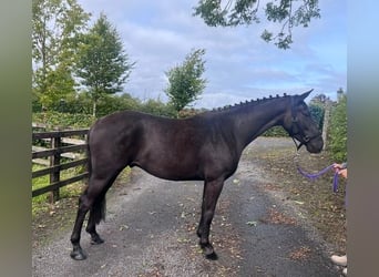 Irish Sport Horse, Wallach, 3 Jahre, 162 cm, Dunkelbrauner