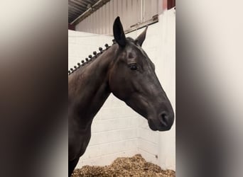 Irish Sport Horse, Wallach, 3 Jahre, 162 cm, Dunkelbrauner