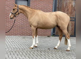 Irish Sport Horse, Wallach, 3 Jahre, 162 cm, Fuchs