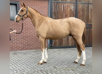 Irish Sport Horse, Wallach, 3 Jahre, 162 cm, Fuchs