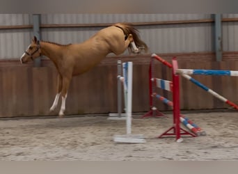 Irish Sport Horse, Wallach, 3 Jahre, 162 cm, Fuchs