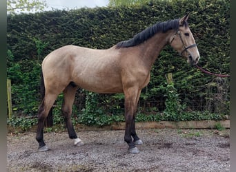 Irish Sport Horse, Wallach, 3 Jahre, 163 cm, Buckskin