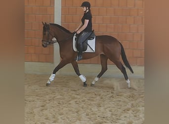 Irish Sport Horse, Wallach, 3 Jahre, 165 cm, Brauner